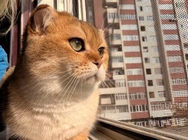 Şotland, Cütləşmə üçün