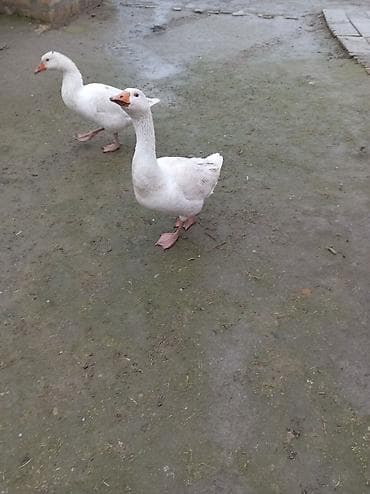 inek sekli: Şəkildə gördüyünüz qazlar satilir cütü 70 m unvan Neftçala rayonu — 1