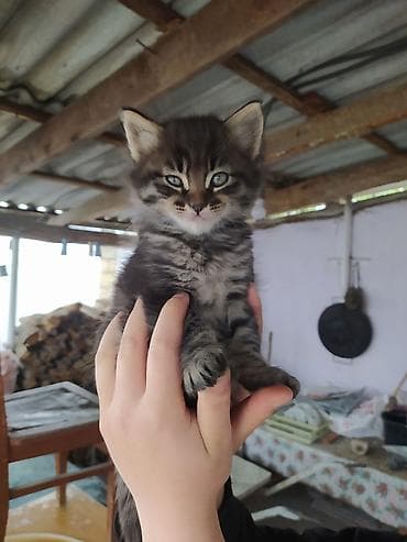 itlerin satisi ve qiymetleri: Yaxşı əllərə — 7