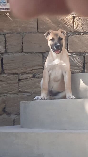 col dovsani satilir: Tür: Qurdbasar Alabay qarışığ Xüsusiyyətlər: - Qumrangi-qara — 1