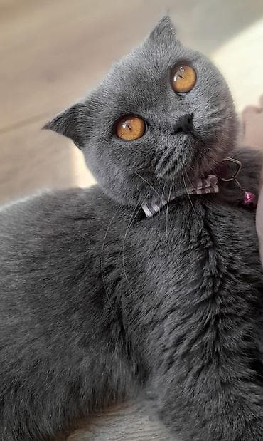 sani kecisi: Britan — 6