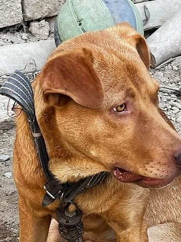it paltarı: Sağlam dözümlü erkəy itdi. səsi güclü və çox hürməsi səbəbindən — 5