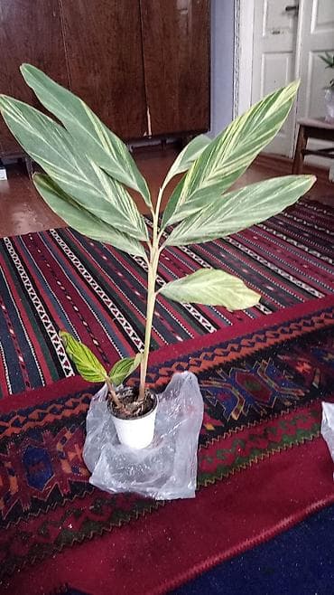 xlorofitum bitkisi: Palma 5, fikus lyrata 8,alpiniya 6 azn Məhsul: Daxili dekorativ — 3
