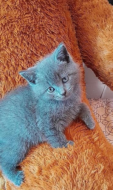 Heyvanlar: Britan — 3