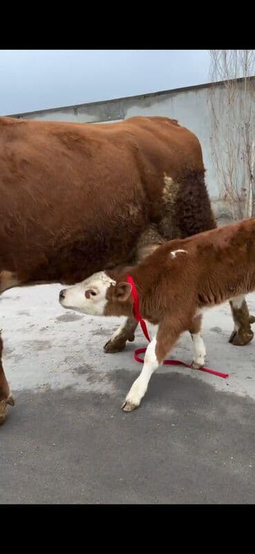 sabuncu heyvan bazari: Satılır: inək bala ilə - Cins: qırmızı-ağ rəngdə, ətlik-südlük tip — 2