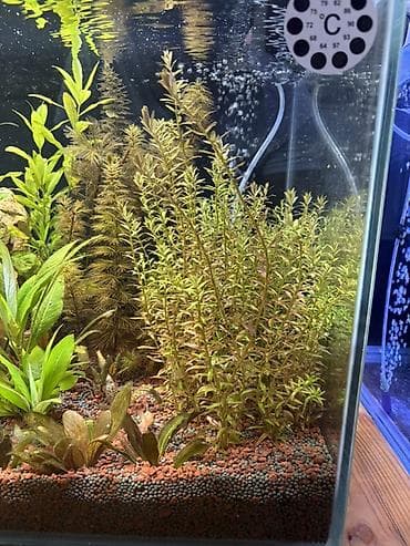 quppi balığı: Dördbucaq akvarium, Balıqlarla birlikdə, 120 l, Pulsuz çatdırılma — 3