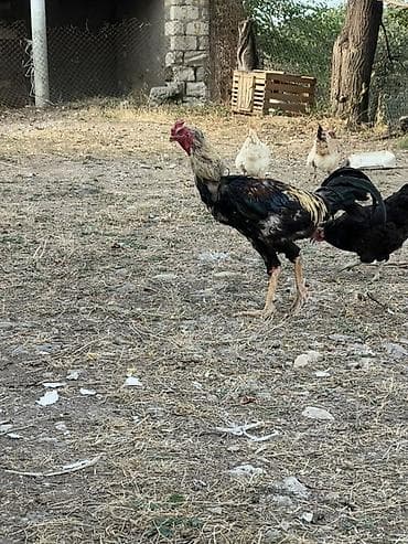 akvarium baliqlari adlari: Heyreti xoruz bir yaş 3 ayliqdir temiz qan heyvandir cadirilma — 6