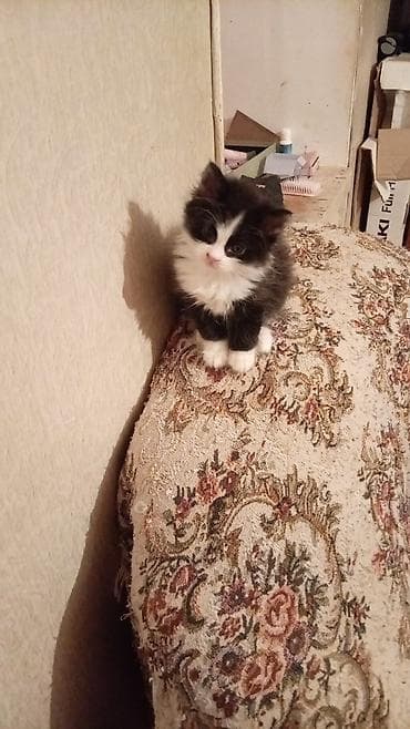 pişiy: Uzun tüklü pişik balaları - Növ: Ev pişiyi (uzun tüklü) - Rənglər — 1