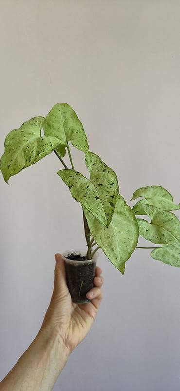 stranger things figur: Syngonium green frickles — 1