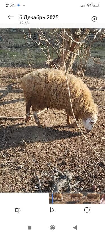 С/х животные и товары: Tam sağlam 9 ayliq erkek quzu satilir.Saray qesebesindedir — 3