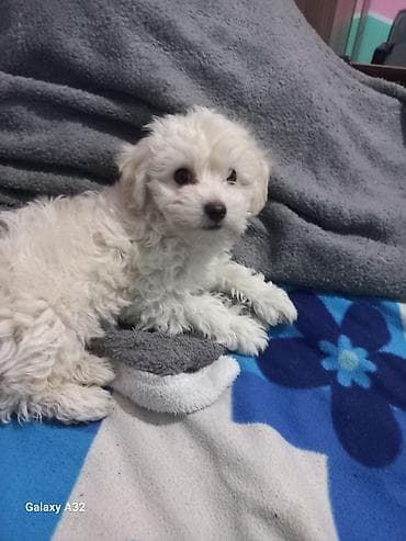 ağ haski: Pudel, 2 ay, Erkek, Pulsuz çatdırılma — 2