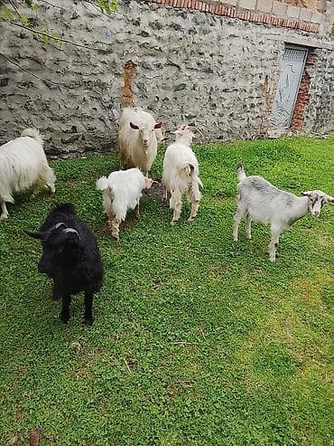 balaca dana: Zaqatalada qurbanlıq ücuntoxlular qoçlar və birdə görduyunuzkeçilər — 4