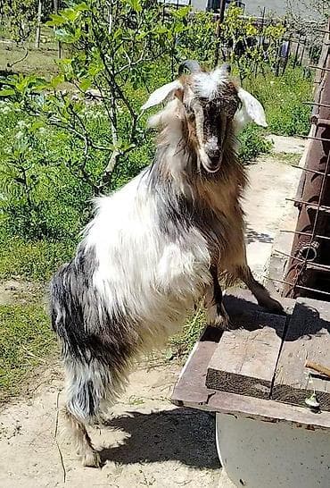 keçi balası: Dişi, il: 1, Südlük, Ünvandan götürmə — 4