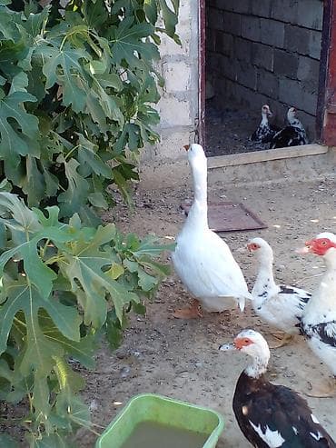 sevgi qusu: Qaz satılır 6 aylıqdı tam sağlam həyətdə böyüyüb vp var — 3
