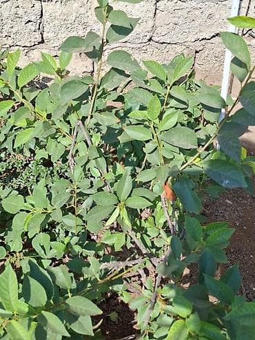 torpaq merdekan: 12 sot, Tikinti, Mülkiyyətçi — 10