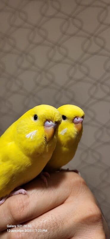 bengal pişiyi qiymeti: Tam sarıdırlar, bir ay yarımlıqdırlar. Ələ öyrəşdirmişəm. Ataları — 4