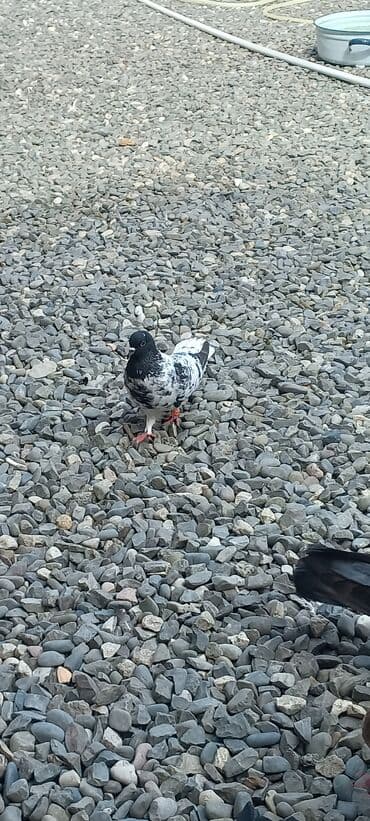 göyercin yuvası: Məhsul: Qüvvətli uçuş və baxımlı görünüşə malik ev göyərçinləri — 16