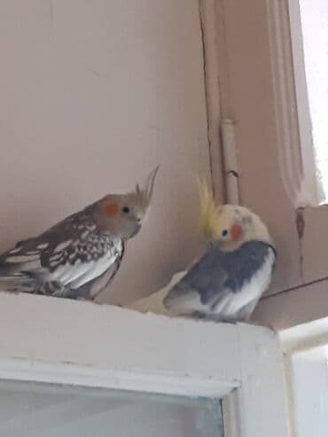 Nimfa (Cockatiel) cütlüyü – gözəl rəng çalarları və xüsusi baş tacı lalafo.az -da Nimfa (Cockatiel) cütlüyü – gözəl rəng çalarları və xüsusi baş tacı
