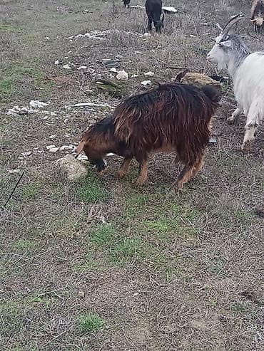 erkəy danalar: Alpin keçi sürüsü satılır. Qiymet 300 den başlayır — 9