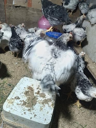 İtlər: Toyuq, Ətlik, Ünvandan götürmə — 7