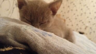 pişiklər: Dişi, Yaxşı əllərə — 9