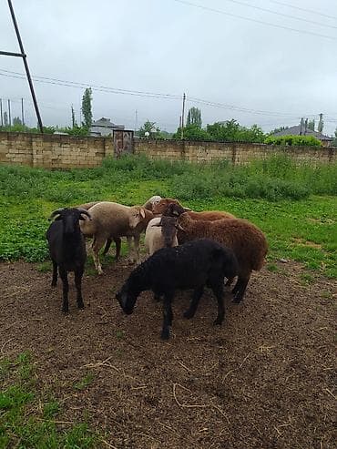 клетки для кур несушек купить в бишкеке: Fərqli çəkilərdə qurbanlıq qoçlar satılır. 6 aydan yuxarı sağlam — 2