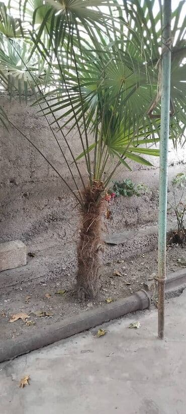əncir qurusu qiyməti: Palma,satilir istiyen elaqe saxlaya biler watsapp var nimrede — 2