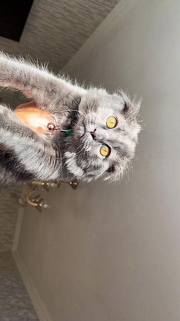 afkalka iti kim satır: Şotland yastı qulaq — 2