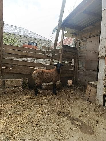 qoyun boğaz: Erkəy quzu — 3