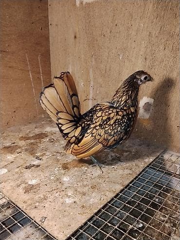 Qizili zbrayt sstilir.Cutu 50 m.Cavan saglam heyvanlardir.Unvan Şəki lalafo.az -da Qizili zbrayt sstilir.Cutu 50 m.Cavan saglam heyvanlardir.Unvan Şəki