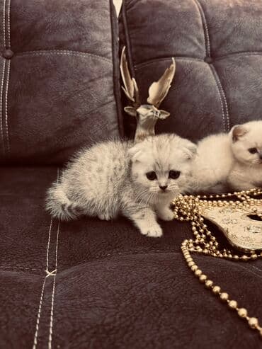 xamyak yuvası: Şinşilla, Erkək, Dişi — 3