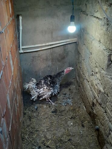 Toyuqlar: Real alıcılar əlaqə saxlasın təkdi deyə satıram ünvan Masazır — 2