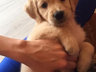 oğlan it adları: Retriever, 2 ay, Erkek, Peyvəndli, Ünvandan götürmə — 6