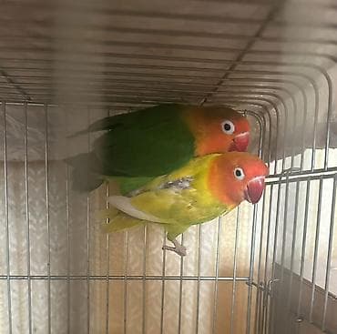 tutuquş: Salam hazır cütdü bala alınıb tam sağlam quşlardı real alıcılar əlaqə — 1