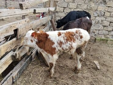 dana adları: Satlıq buzovlar 3 Erkey 1 dişidi cins buzovlardı heyvan çoxdu baxa — 6