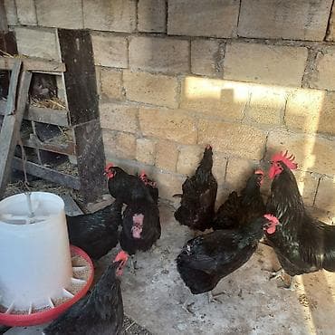 bramo toyuq: Məhsul: Alman cinsi tam orginal Avstroloblar xoruz və yumurtayan — 2