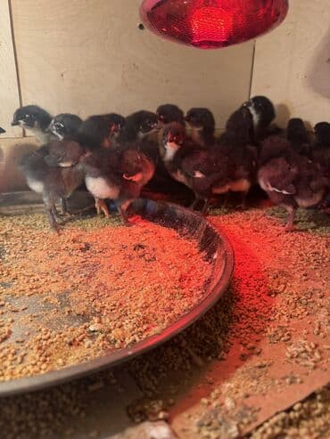 kürd toyuq: Toyuq, Australorp, Damazlıq — 3