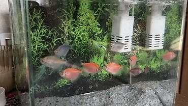 Heyvanlar: Salam! Sağlam və aktiv GloFish tetra balıqlarımı satıram. Rəngləri — 3