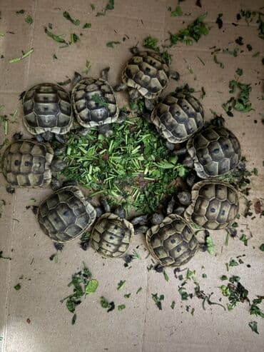 tulku tələsi: Mini quru balaca tısbağalar - Sakit, səs‑küyə dözümlü və asan qulluq — 9