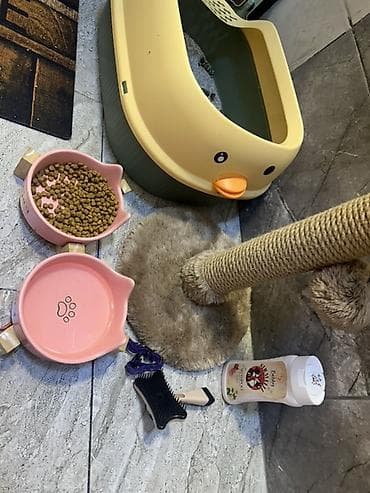 mingəcevir pişik: Britan, Pulsuz çatdırılma — 4