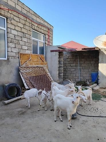 heyvan mal: Erkək, il: 1, 70 kq, Damazlıq, Pulsuz çatdırılma — 3