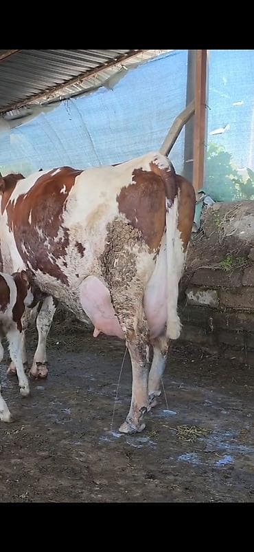 ineklər: Simental inek inci balasi erkək 4 gunluk bala ile 38.40 lt sudu var — 7