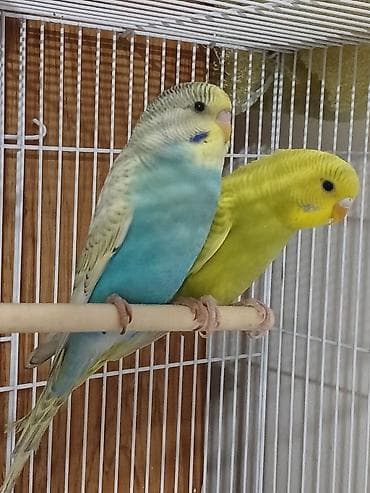 Papuqay tutu quwu satiram cutdu yumurtalamaga hazirlawirlar. spenqil lalafo.az -da Papuqay tutu quwu satiram cutdu yumurtalamaga hazirlawirlar. spenqil