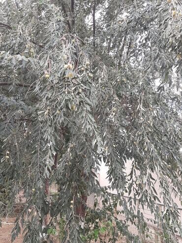 Букетные цветы: Salam.Əlairişirin iydə ağacları.Öz bağımdan.Ünvan Bilgəh.1ədəd 15 — 1