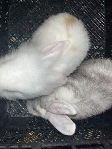 Akvariumlar: Sevimli dekorativ dovşanlar - Növ: dekorativ ev dovşanları (uzun — 3