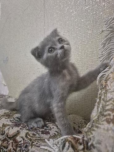 pişiy: Yaxşı əllərə — 3