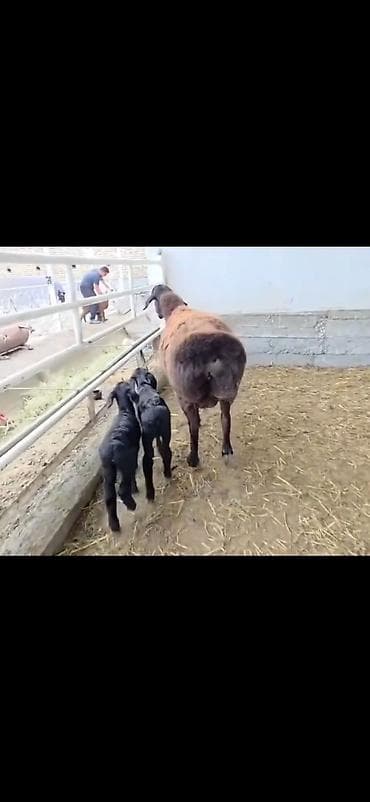 qusarda inek satilir: Qoyun və 2 quzu – ana ilə birlikdə - Cins: ehtimalən yerli — 4