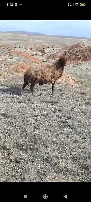 it qovan cihaz: 4dənə qala sortu qoçu isteyen buyursun — 2