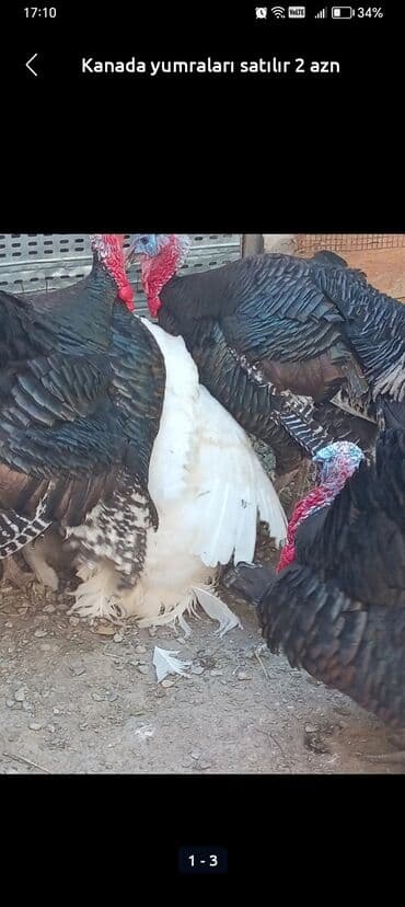 hinduska yumurtasi nece gune cixir: Dişi, Kanada, Yumurtalıq — 1