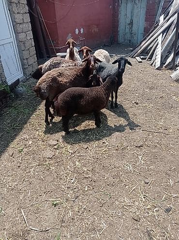 Dişi, Qala, il: 1, 50 kq, Damazlıq, Ünvandan götürmə